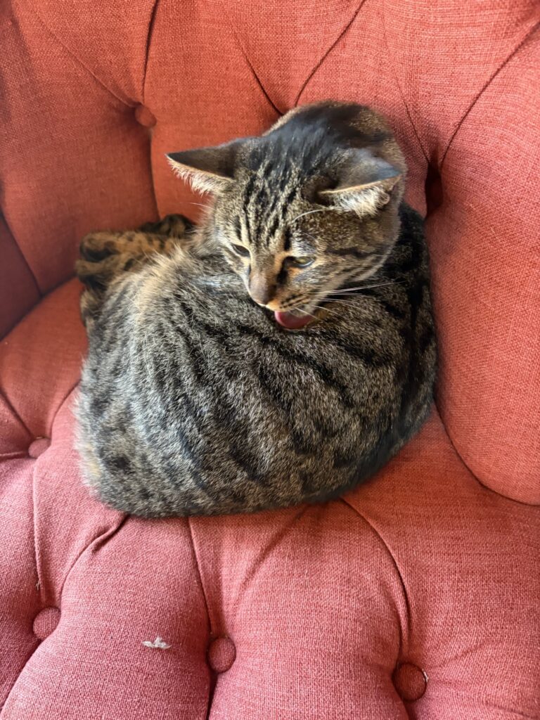 明日は編み編みクラブです。