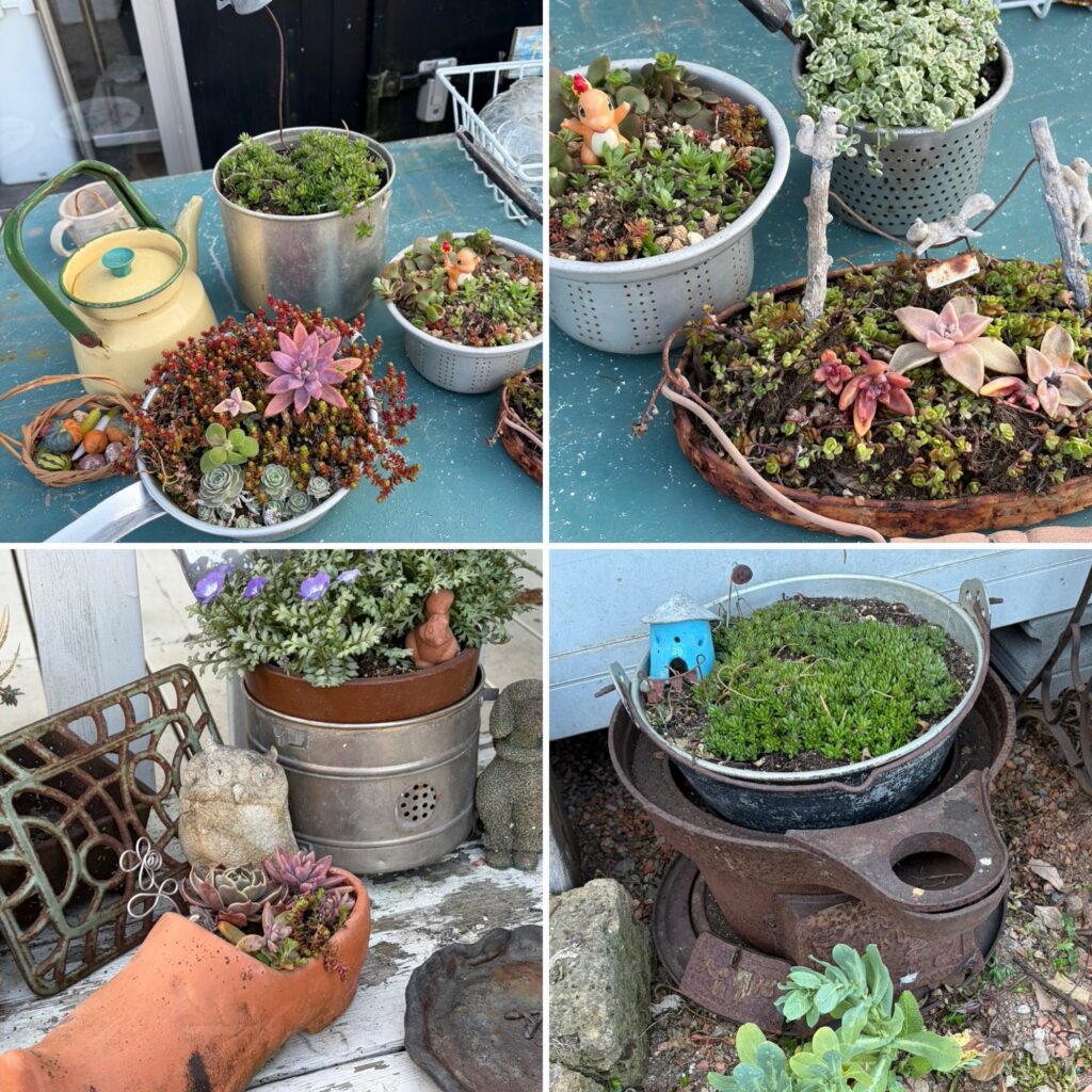 多肉の植え替え