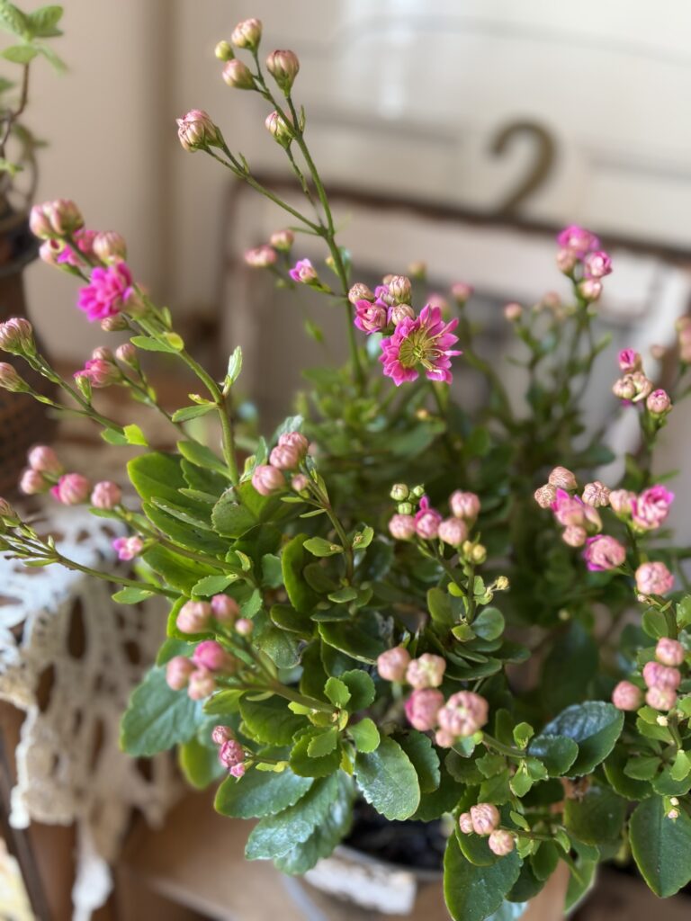 明日はフリマ。フェアアイルもあります。