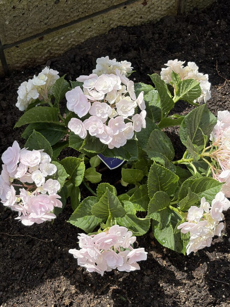 お花を植えました。